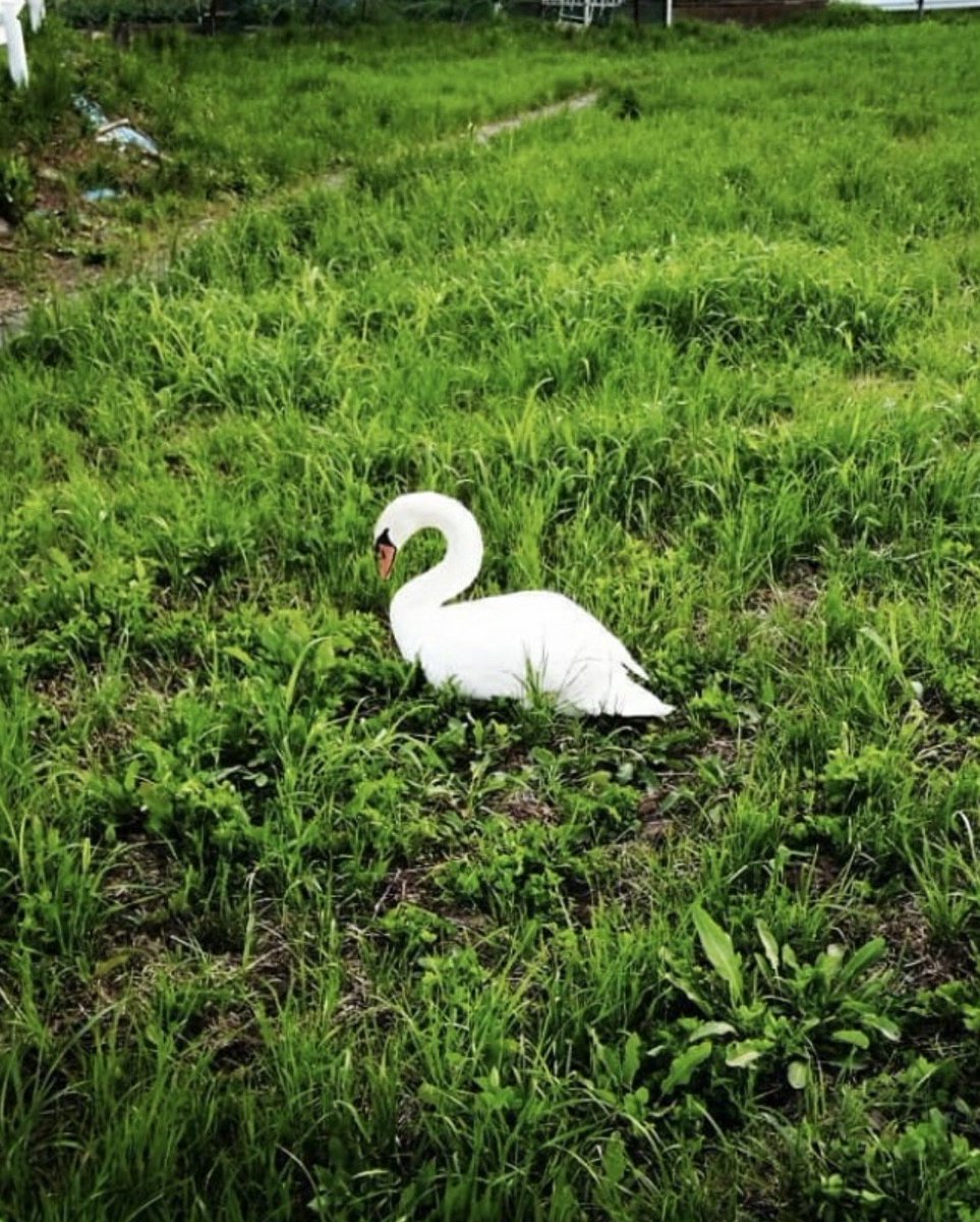 昔昔亭ａ太郎 出演情報 Jnhujcxgs7e1o2b Timeline The Visualized Twitter Analytics