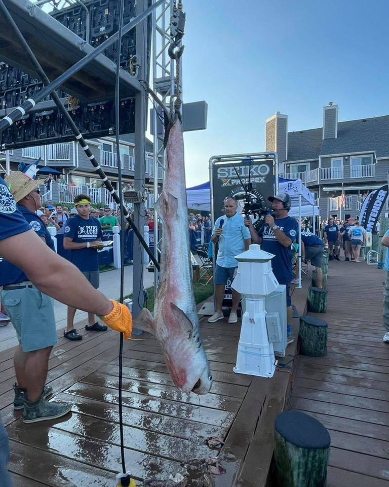RT @Seasaver: SEIKO SPONSOR KILLING OF THREATENED ANIMALS 

Baby tiger shark killed at the White Marlin Open sponsored by @seikowatches.  

Barely believable, but the proof is in the photo. 

Read more here facebook.com/BluePlanetSoc/… #EndSharkTournaments
