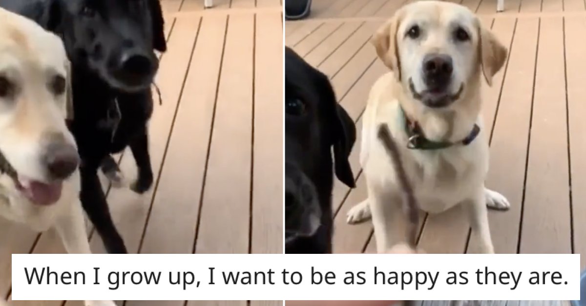 ThePoke's tweet photo. These dogs are so hilariously proud of this tiny stick it went wildly viral
https://t.co/3s8fZMko6f https://t.co/y23ZeKPWmU