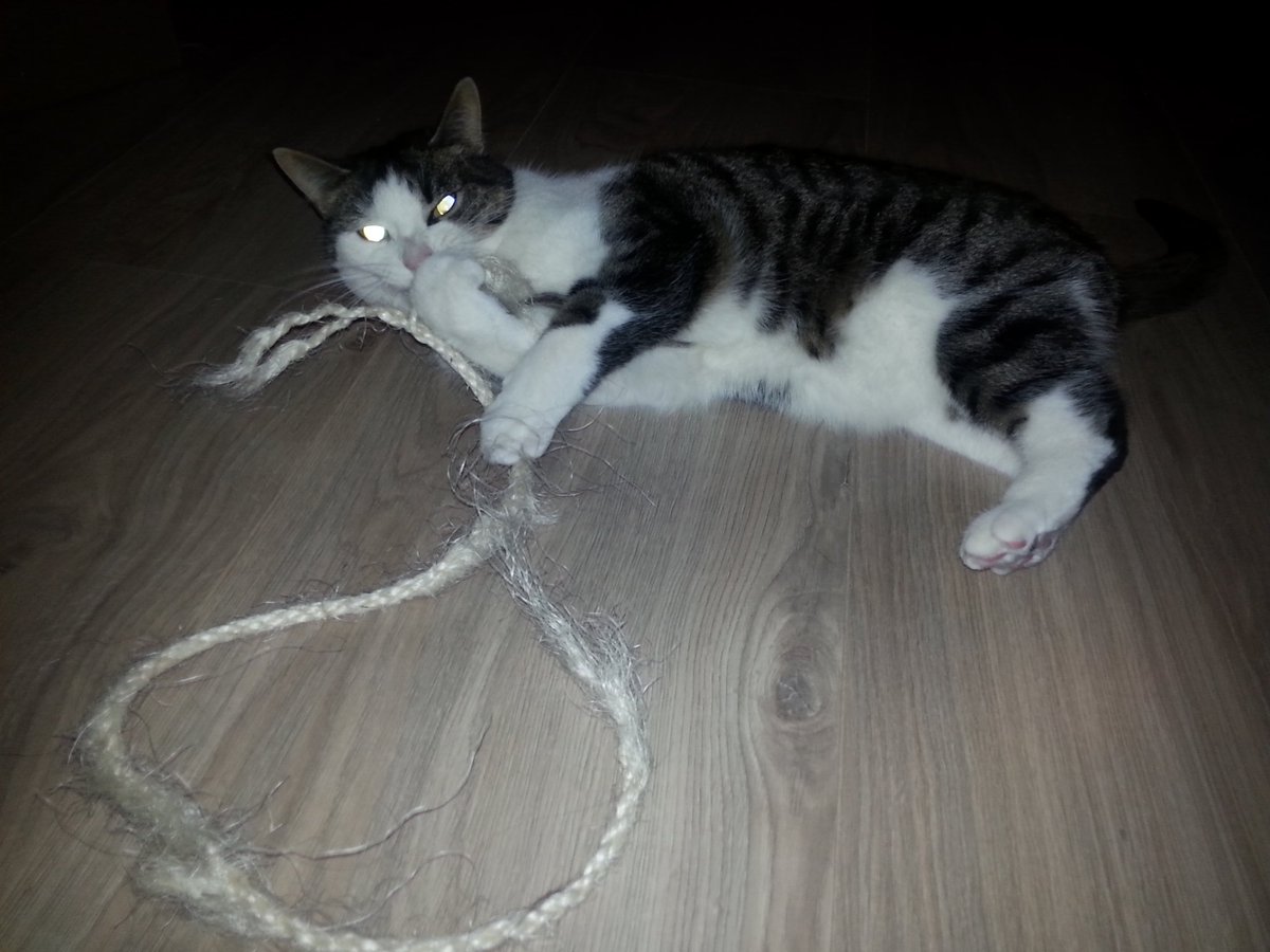 RosieBadkat's tweet photo. VAMDAAG DEM TOUWEM VAM HET SCHIP MAARRR EVEM COMTROLEREM. VOLLEM KRRRACHT VOORRRUIT! #KARPETEIM #BADKAT https://t.co/VWkLSX6KMK