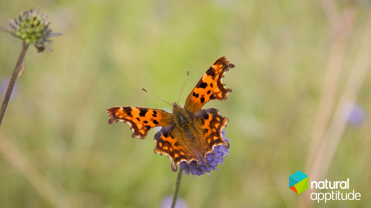 We are pleased to announce that we have been featured on the <a href="/Farm491/">Farm491</a> website for our work with <a href="/savebutterflies/">Butterfly Conservation 🦋</a> on the Big #ButterflyCount🦋. 

Click here to read the article 👇 

farm491.com/2021/07/19/loc…
