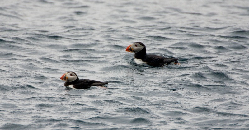 BirdLifeEurope's tweet photo. 🆕An amazing collaborative work led by BirdLife reveals a major seabird hotspot in the North Atlantic high seas used by up to 5 million birds!

This area is now being considered as a Marine Protected Area – this would make it the first high seas MPA identified from tracking data!