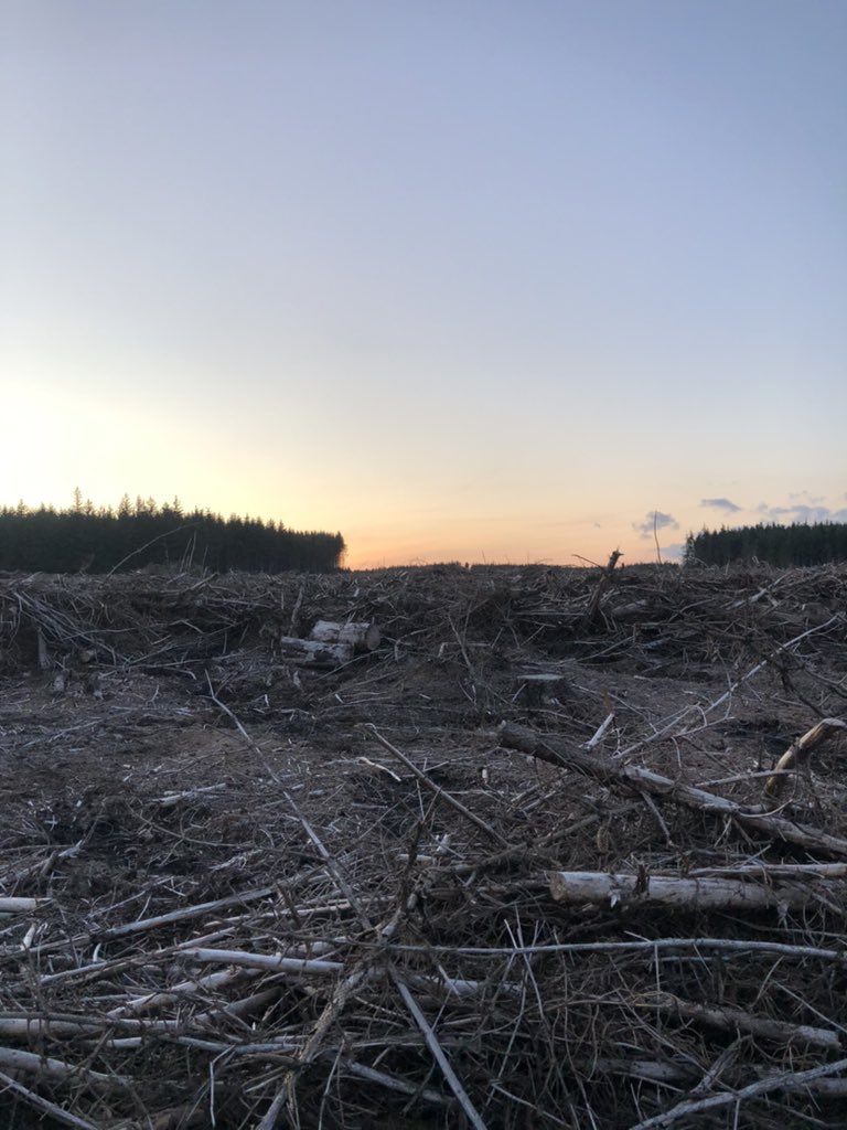 stevie_evans1's tweet photo. Summer nights #Goatsucker #FernOwl #TheNightHawk #Nightjar https://t.co/ABqLqvGTe1