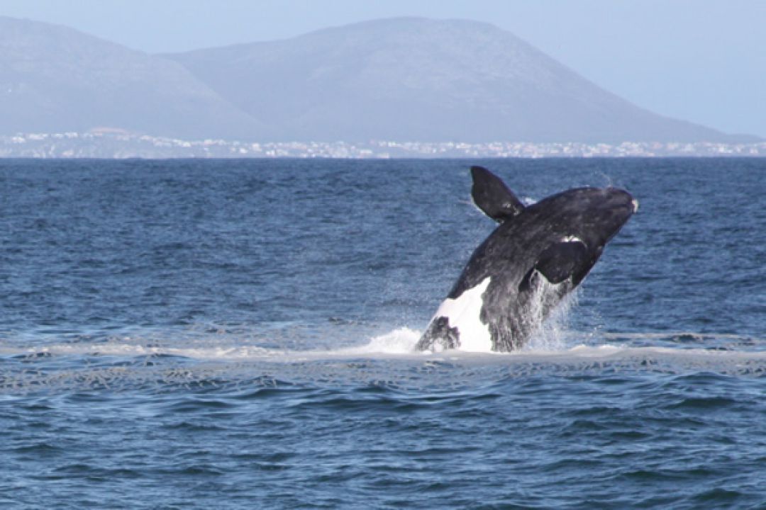 SAPlaces's tweet photo. Still few places in Hermanus available for some whale watching and well deserved break over the long weekend!

https://t.co/mPrC6CjBrd https://t.co/2mRapo1dE0