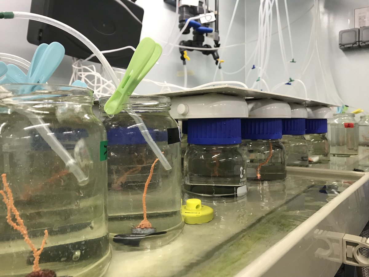 Kirsty Macleod (@kirstylmacleod) on Twitter photo After years of prep, the final experiment of my PhD is underway!With thanks to @ExeterMarine and <a href="/UoEBiosciences/">Exeter Biosciences</a>, I’m investigating the genetic, behavioural and physiological responses of pink sea fans to thermal extremes - first of its kind in this species!🤞 After years of prep, the final experiment of my PhD is underway!With thanks to @ExeterMarine and <a href="/UoEBiosciences/">Exeter Biosciences</a>, I’m investigating the genetic, behavioural and physiological responses of pink sea fans to thermal extremes - first of its kind in this species!🤞