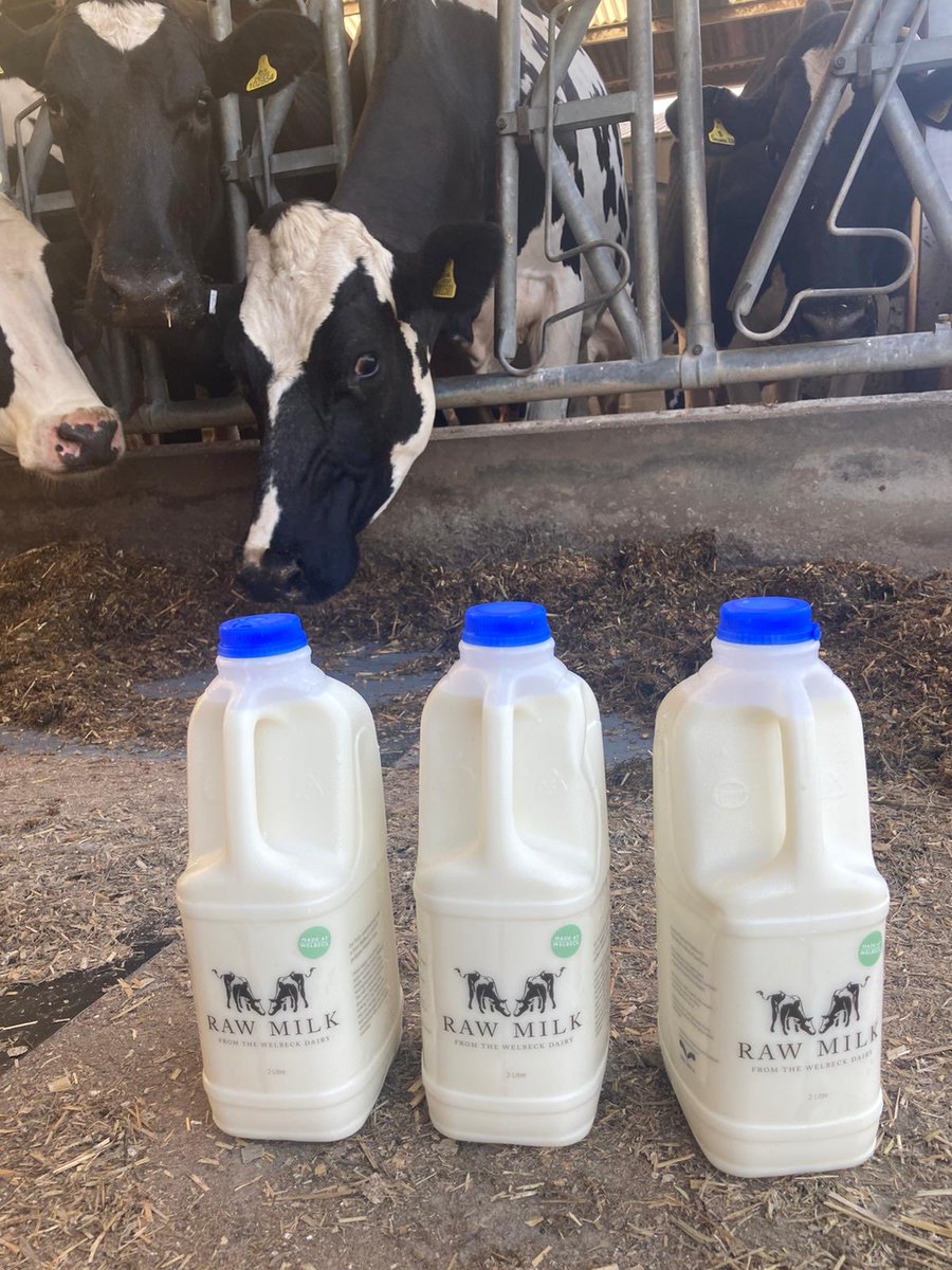 Ice cream class this morning with ⁦⁦<a href="/LaGrottaIces/">Kitty Travers</a>⁩. Collected the milk from the dairy and the blackcurrant and fig leaves from the garden, so we’re all set..