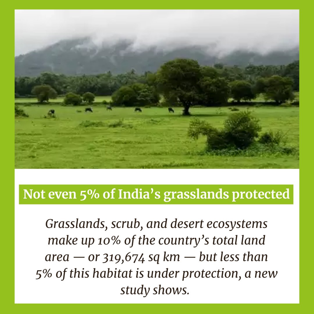 atree_org's tweet photo. “India has failed to recognize grasslands as a habitat”- @abi_vanak  
He notes that some of these open habitats are classified as “wasteland” in official records. “There’s a mistaken notion that anything without trees is barren,” he said.
@mdmadhusudan 

https://t.co/nEFMvntKUA https://t.co/htl0ITjM2o