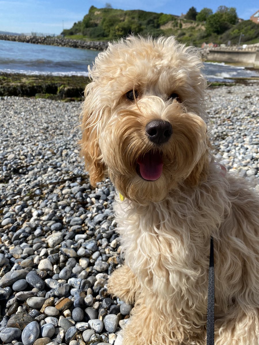 bopbop23's tweet photo. #VIPBeachDays @PetsatHome https://t.co/O08slFP0Ik