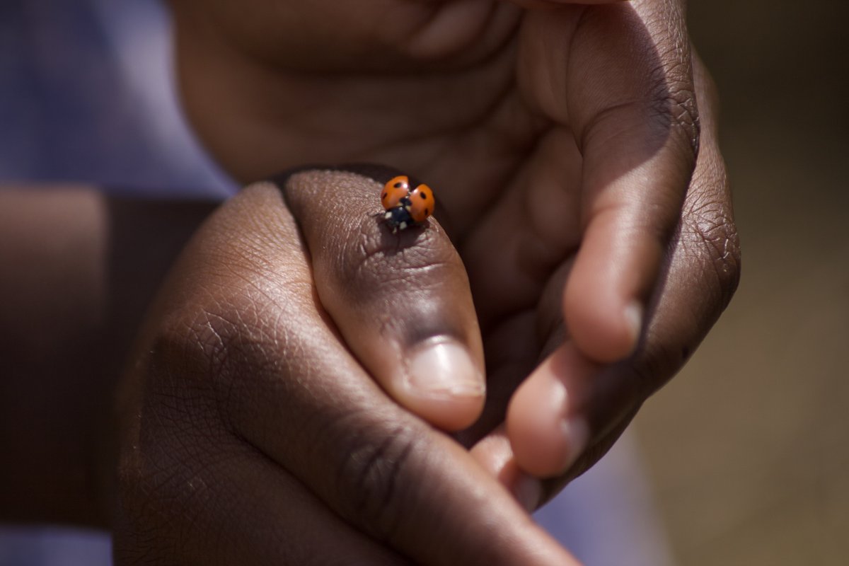 Rick Hall (@rick_hall) on Twitter photo This is why we do it.. @IgniteFutures working with families from the @NNRF1 to instil a sense of wonder and affinity with nature.. we hope the children's spirit of curiosity takes off just like this ladybird is about to.. thanks @stannsallotment @RenewalTrust This is why we do it.. @IgniteFutures working with families from the @NNRF1 to instil a sense of wonder and affinity with nature.. we hope the children's spirit of curiosity takes off just like this ladybird is about to.. thanks @stannsallotment @RenewalTrust