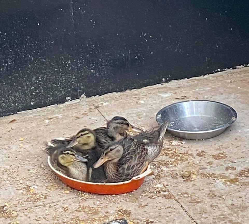 We went to clean and feed the ducks this morning and found them chilling in their food bowl. 😊💚

<a href="/WWFScotland/">wwfscotland 🌍</a> <a href="/NatureUK/">NatureUK</a> <a href="/wildlife_birds/">Bird Sightings</a>  #BBCWildlifePOTD @SIBirdClub #nature #photography #birdtonic  #TwitterNatureCommunity #NotAlone #Hospital #nature