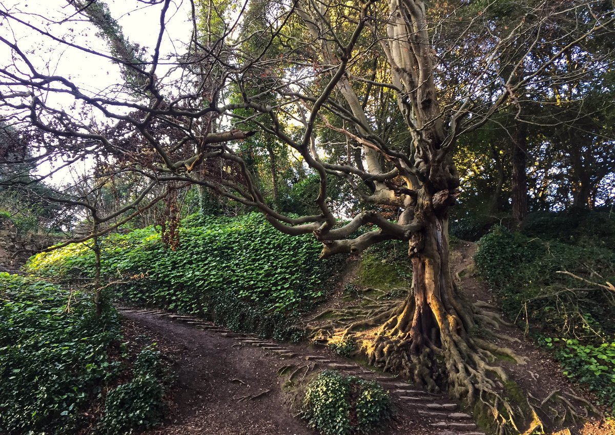 lindahanlon110's tweet photo. St Anne’s Park, Raheny #dublin #lovingdotie #instagram #iphoneshots #parksofireland #discoverdublin #insta_ireland #unlimitedireland #loves_ireland #amazingireland #bestoicsirekand https://t.co/uW29BYmIrA