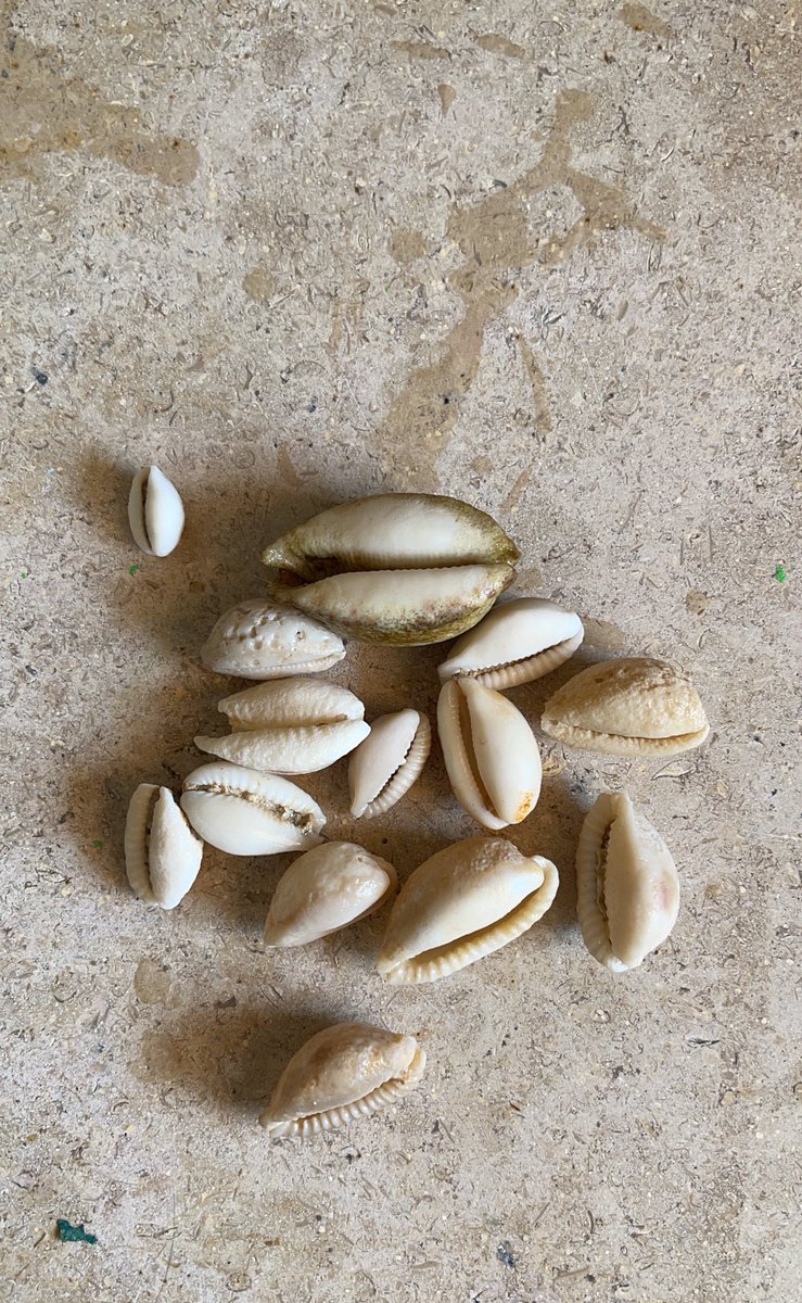 _iisabbell's tweet photo. Isa what is your favorite shell? https://t.co/h8AEAwcasd