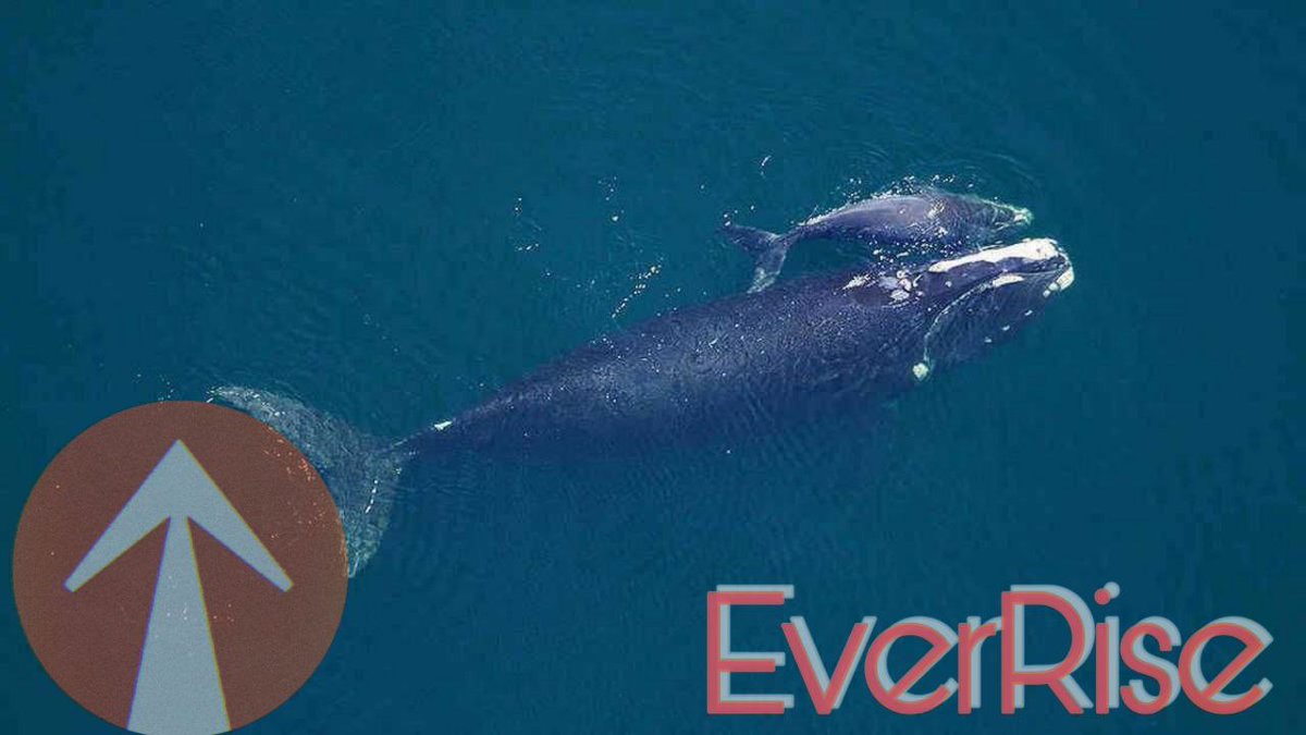 Maroom33744129's tweet photo. @Hotbit_news @EverRise #EverSystem coming soon https://t.co/TxtSbvjMZZ