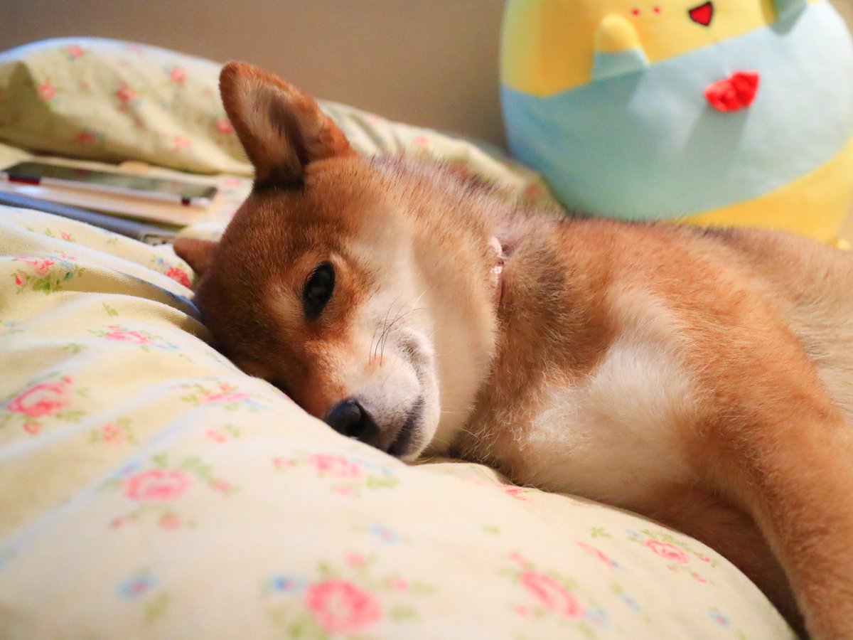 寝たふり で散歩を回避しようとする柴犬が賢い そんなに散歩が嫌いなのか飼い主に聞いた Twitter