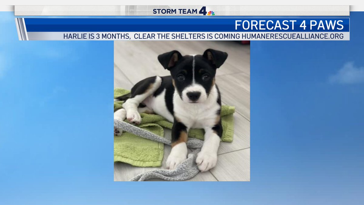 Chuck Bell tweet media