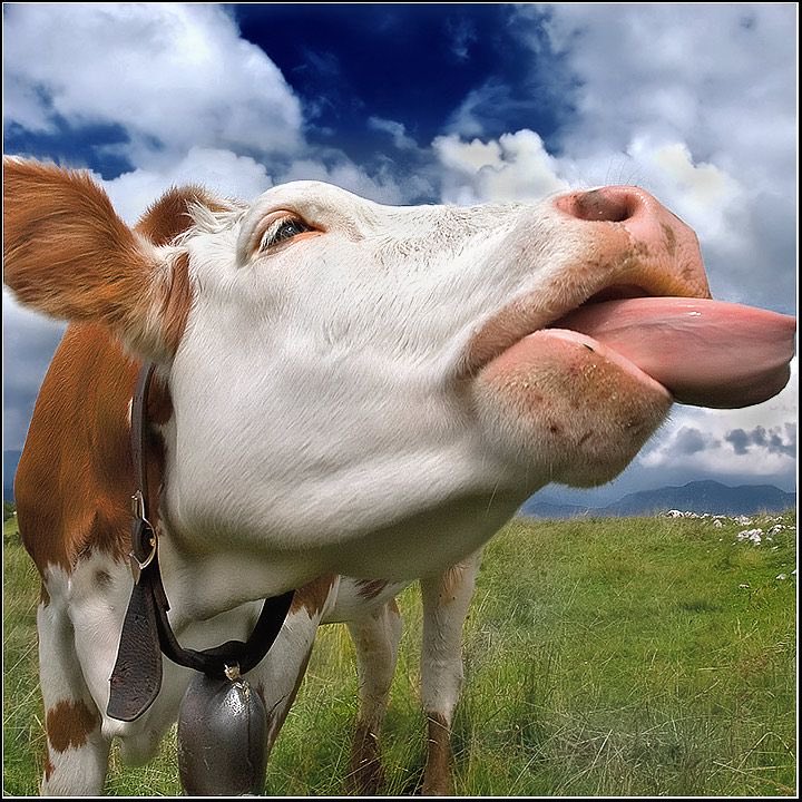 Cow tweet media