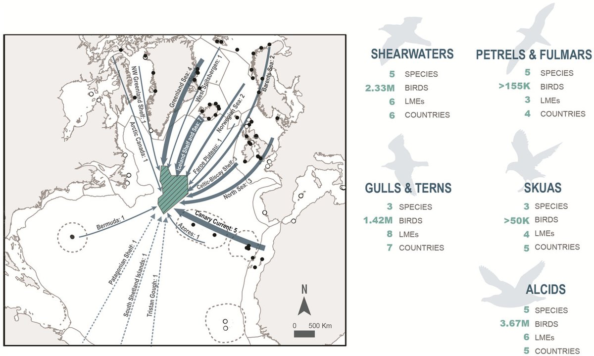 Fantastic example of collaborative effort to identify this amazing #seabird hotspot, currently being considered by the #OSPAR Commission as the North Atlantic Current and Evlanov Seamount (NACES) #MPA.
