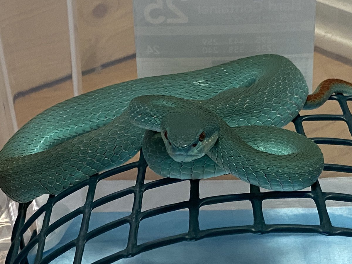 大蛇丸-orochimaru- on X