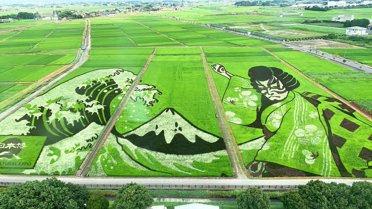 My_jiro087's tweet photo. 宣伝です
埼玉県の行田市で田んぼアートってのをやってて今ちょうど見ごろなので夏休みで暇だよって人はぜひ見に来てください！
リツイートとかで拡散していただけるとありがたいです！ https://t.co/02AQ5jnnfU