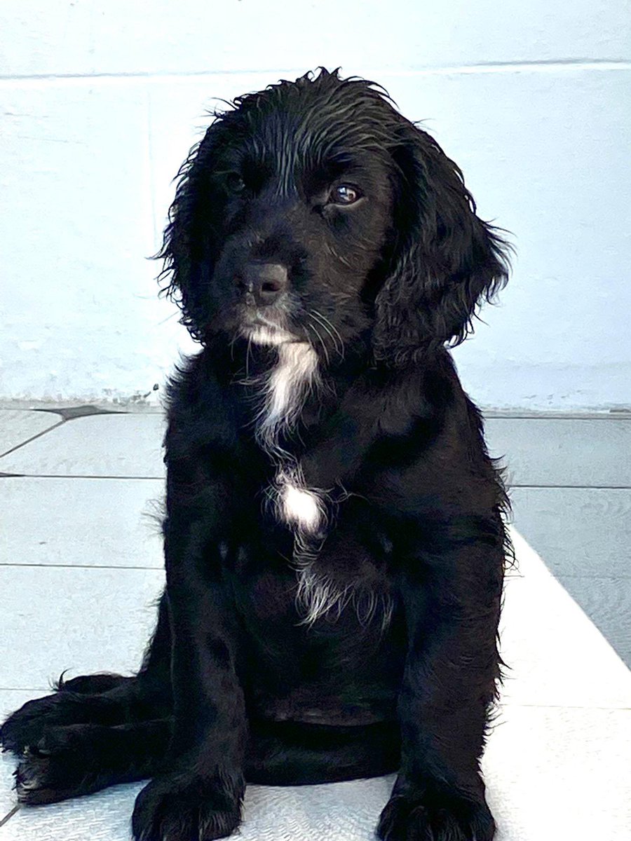 simonirving64's tweet photo. Billy - a cocker spaniel pup who looks so cute but has a streak of pure evil running through him. Bringing up 4 kids wasn’t this hard https://t.co/S5JYsyyHdg