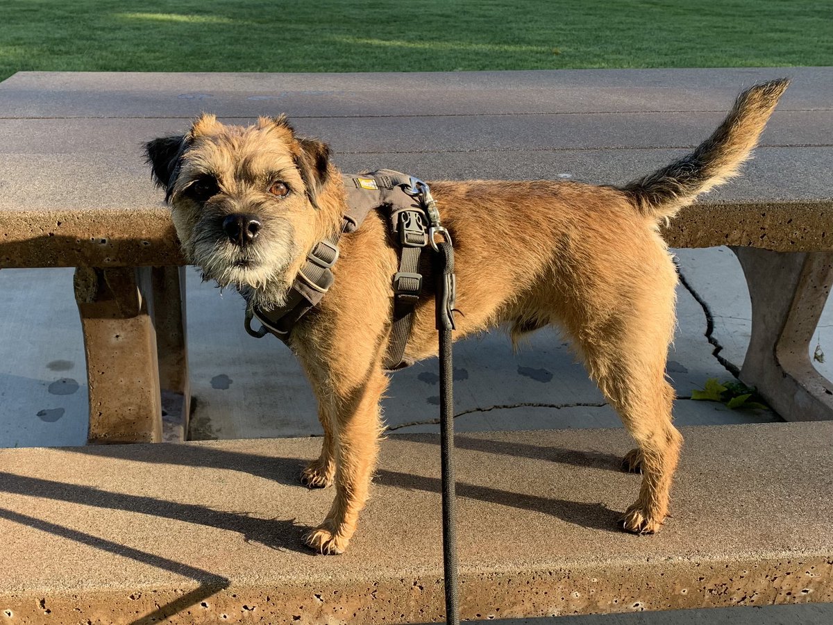 Topa_the_BT's tweet photo. Walked in the neighborhood park this morning. Saw a squizzer but he got away. Pffft https://t.co/TDrsJ94fiG