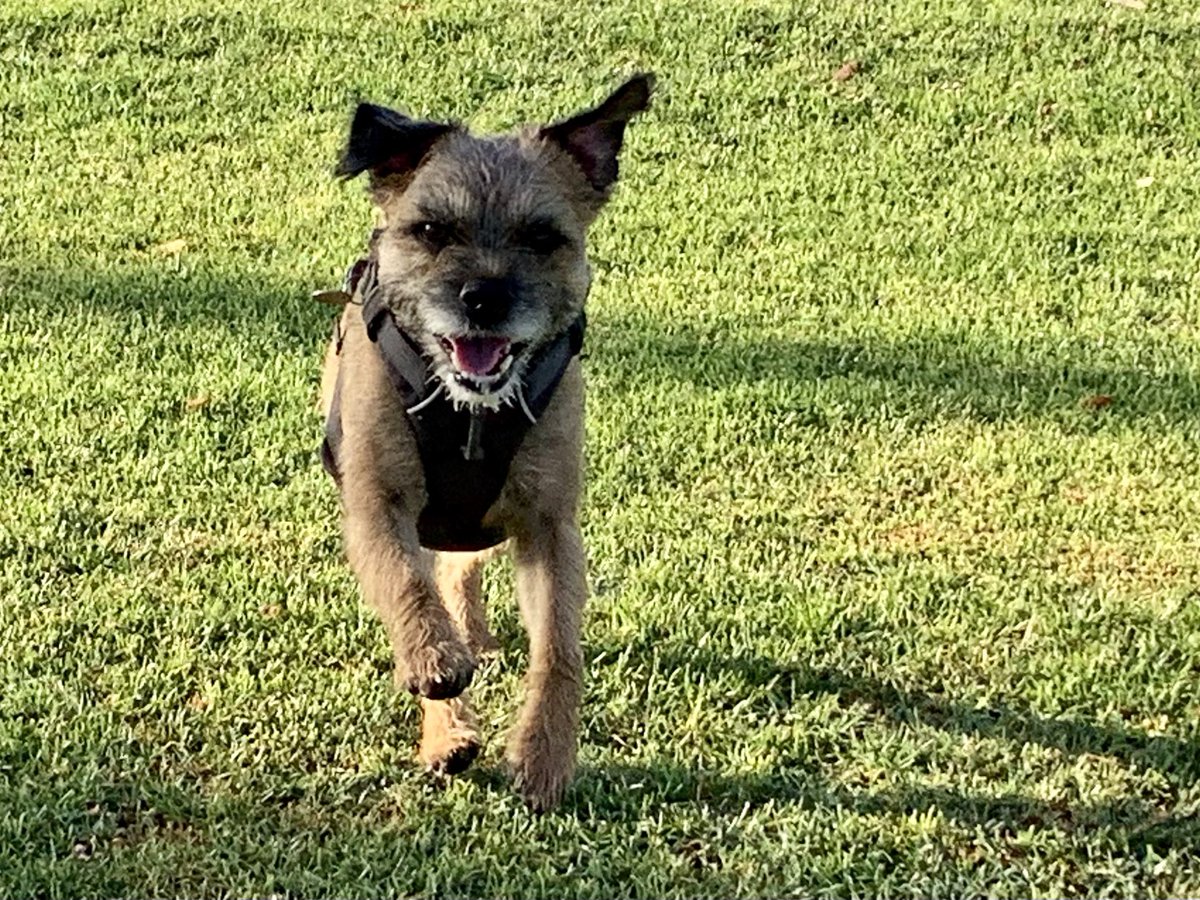 Topa_the_BT's tweet photo. Walked in the neighborhood park this morning. Saw a squizzer but he got away. Pffft https://t.co/TDrsJ94fiG