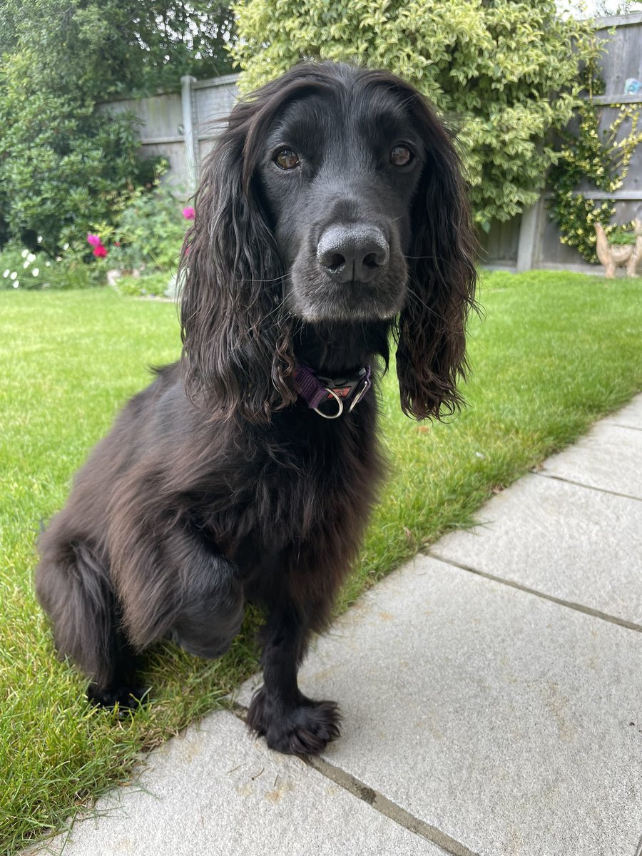 Here’s my paw … now give me the chew or else 🤨😉