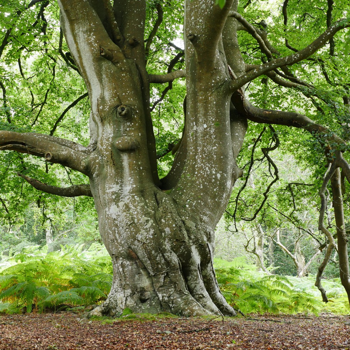 karllong's tweet image. hello #ThickTrunkTuesday, here's a lovely Beech lat. fagus with a me for scale. #ForestWalk #TeamTree