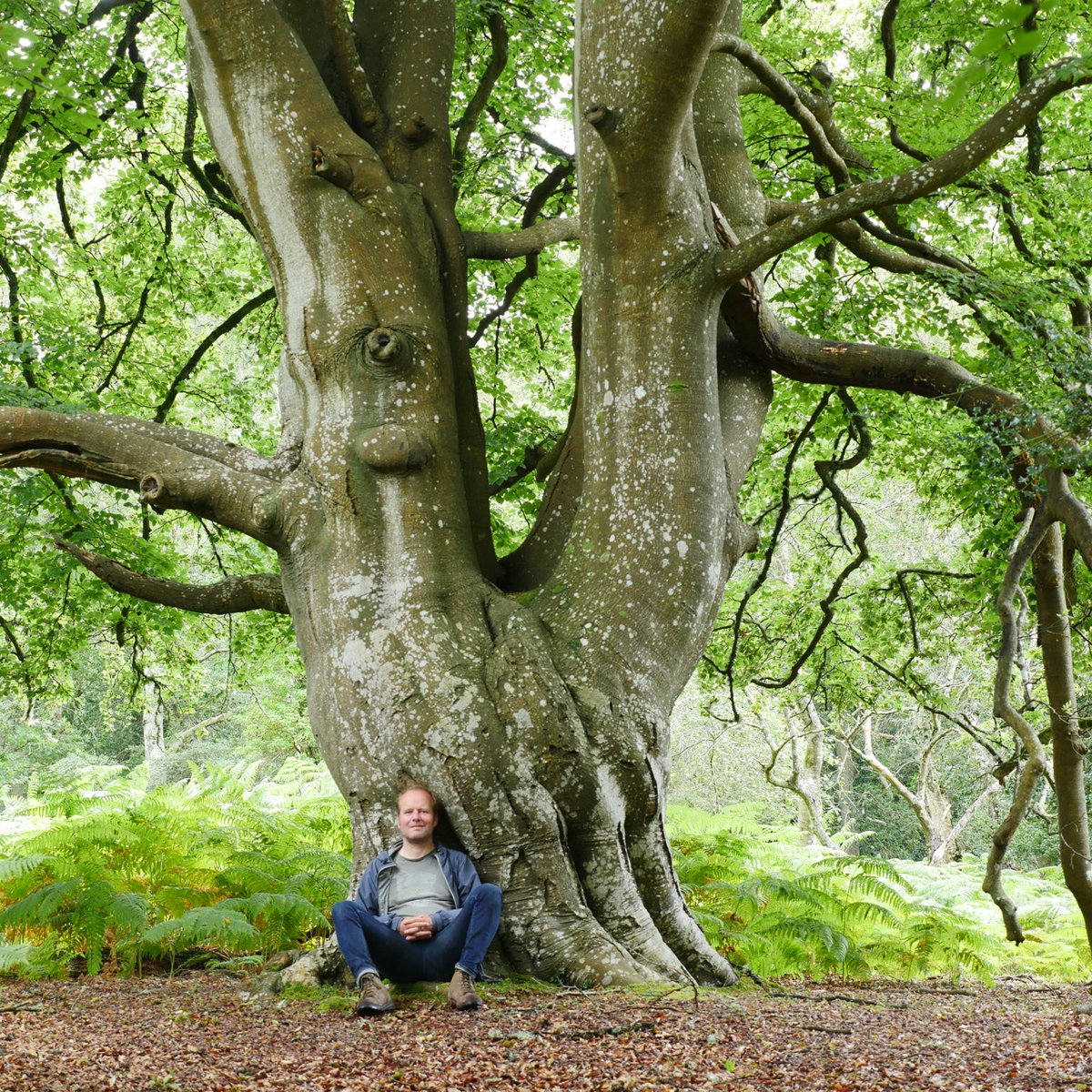 karllong's tweet image. hello #ThickTrunkTuesday, here's a lovely Beech lat. fagus with a me for scale. #ForestWalk #TeamTree