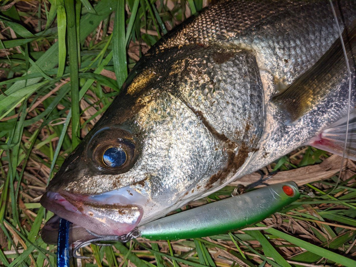 norifuminagash1's tweet photo. 朝に三浦の磯で青物狙い、夜は宮城の川でシーバス釣る人。倒れるよ(笑)
#宮城 #シーバス #リバーゲーム #APIA #GRANDAGE #STDC88M #UPRIZING59 #PUNCHLINE80 #PUNCHLINESLIM90 https://t.co/neXhHGXHgv