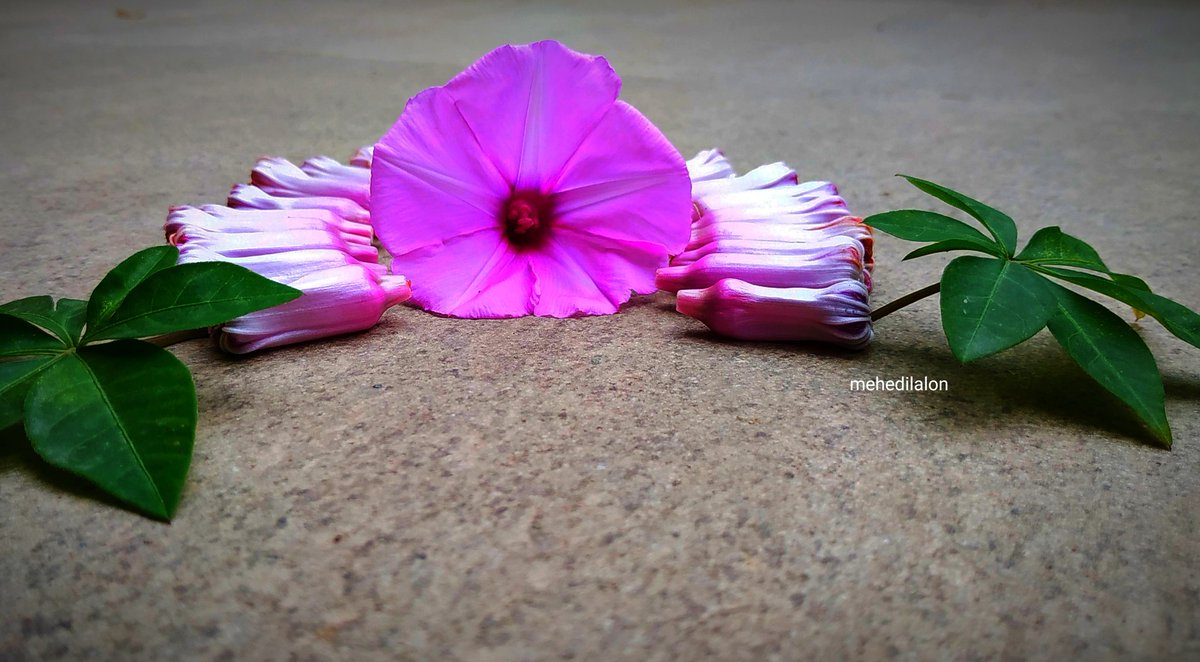 mehedilalon's tweet photo. #mobilephotography #Redmi_Note_5 #mobilephoto #mobileclick #Flowers #flowerphotography #morningglory #naturephotography #purpleflowers #beautiful #colourful #love #fllowme #mehedilalon https://t.co/W30dWIRkFl