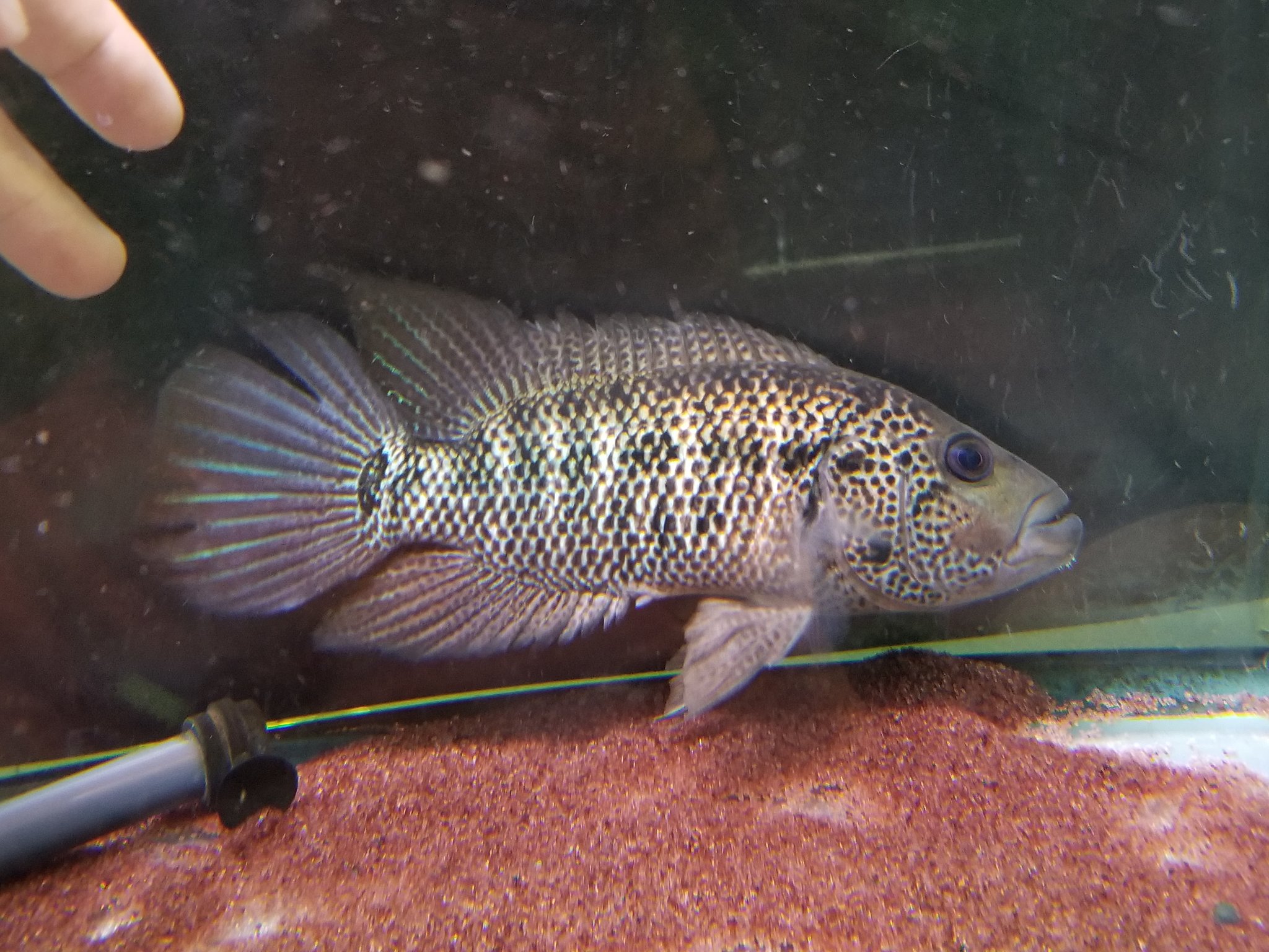 かねだい本町田店 観賞魚 爬虫両生類 小動物部門 8月3日 火 の熱帯魚新着情報です 今回は大きめサイズの生体が入荷しています 大型シクリッドのモタグエンセやアジア系淡水カレイなど魅力的な種類です 詳しくはかねだい本町田店ブログで T