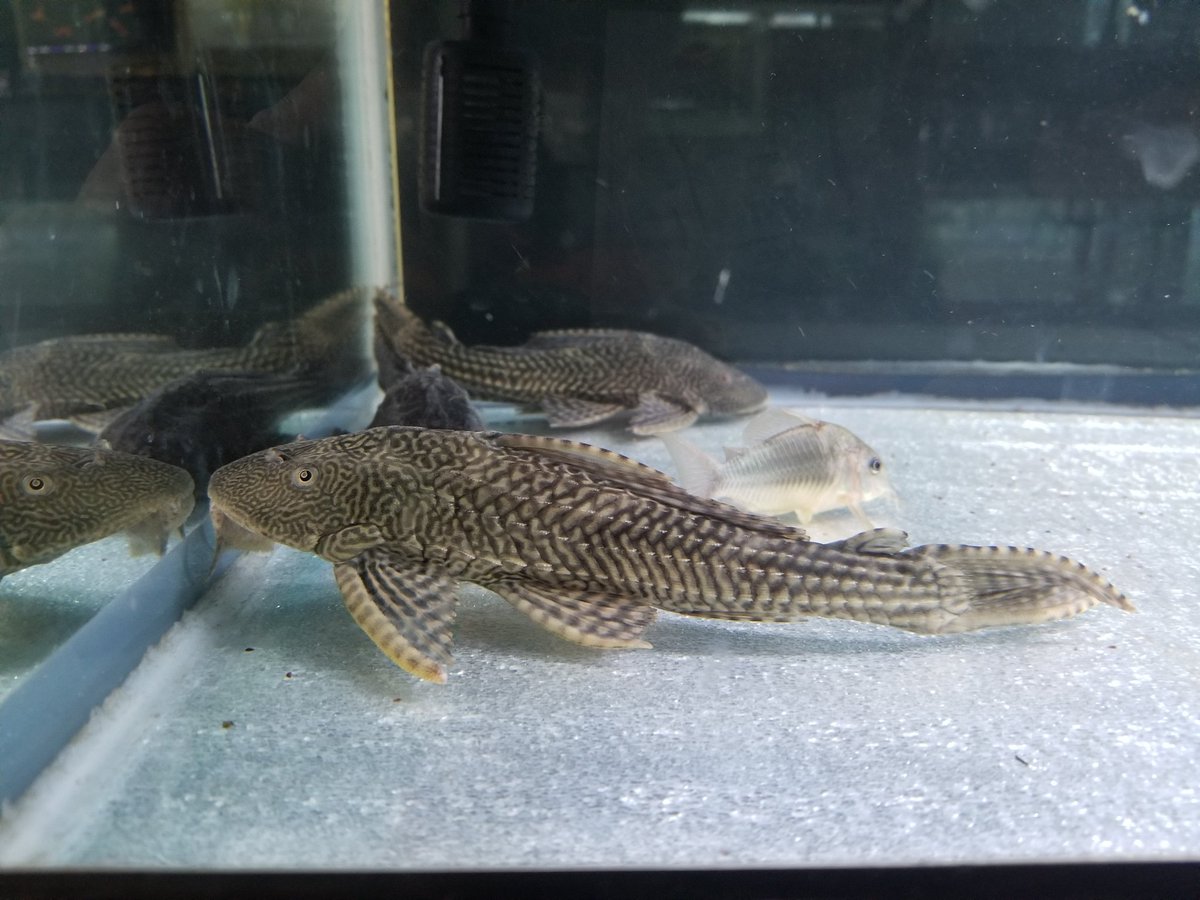 かねだい本町田店 観賞魚 爬虫両生類 小動物部門 K Honmachida Twitter かねだい本町田店 観賞魚 爬虫両生類 小動物部門 K Honmachida Twitter