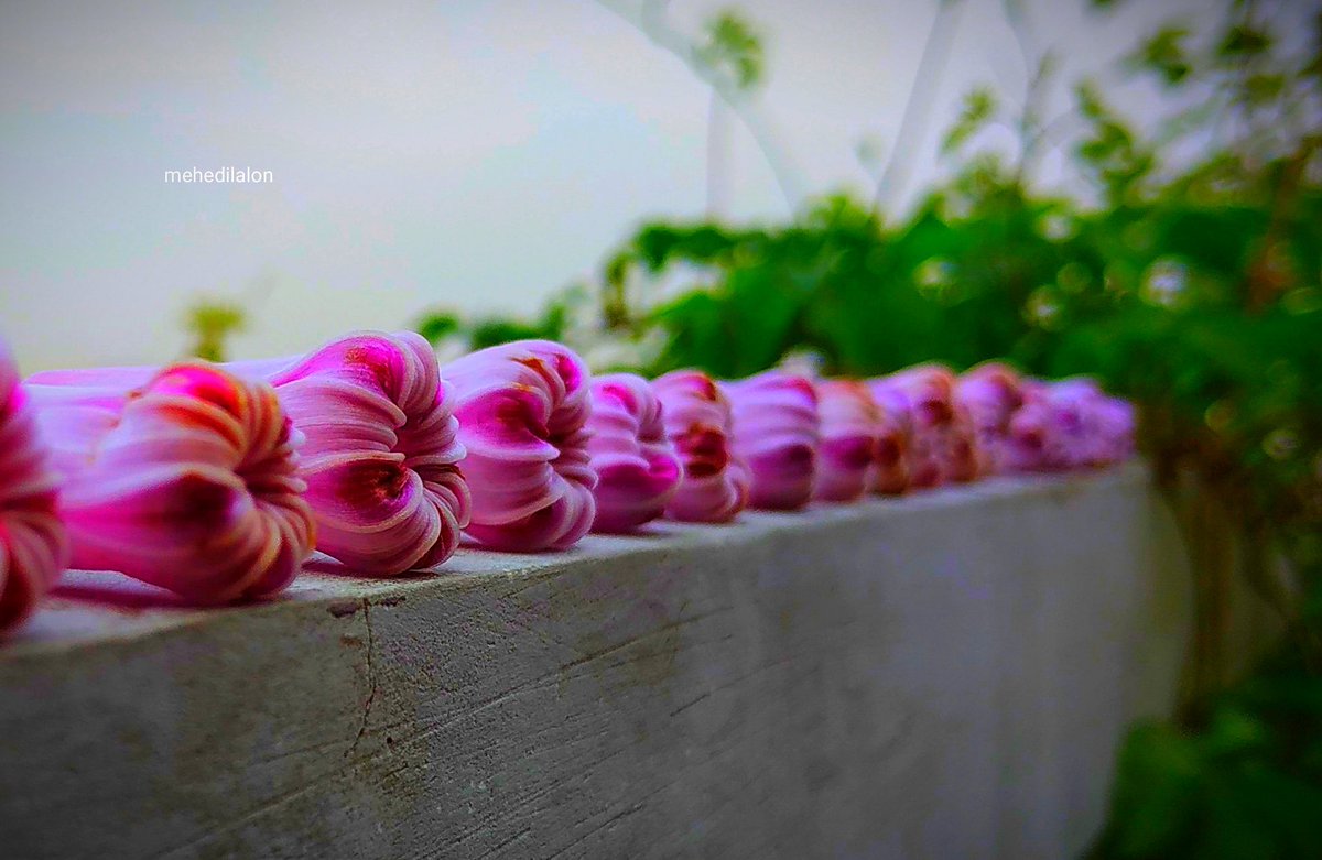 mehedilalon's tweet photo. #mobilephotography #Redmi_Note_5 #mobilephoto #mobileclick #Flowers #flowerphotography #morningglory #naturephotography #purpleflowers #beautiful #colourful #love #fllowme #mehedilalon https://t.co/BpRfGEsiC6
