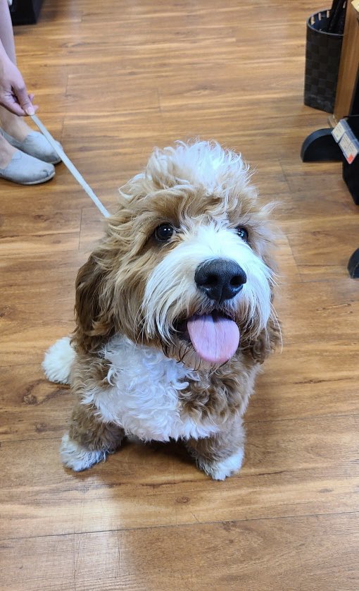 pet_valu's tweet photo. #tongueouttuesday is infinitely better when you have Ramon 😛 🐶
#cutecustomeralert #ramon #tuesdaydogs #cutedogs #dogsofinstagram #yegdogs #edmontonpets #dogsoftwitter #dogstagram ❤️ 🐾 https://t.co/5V7PR48XyJ