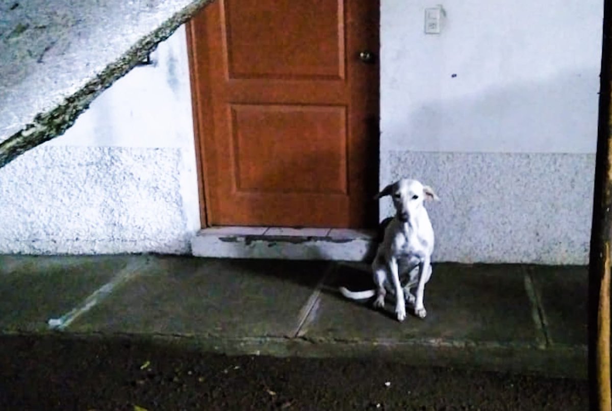 PNCSV's tweet image. Informamos a la población que la perrita Kecha, permanece en la Subdelegación de Aguilares, San Salvador, bajo el resguardo de los policías. Desde hace 5 años que, fielmente, los acompaña en sus labores. 

Somos una institución que estamos en contra del maltrato animal.