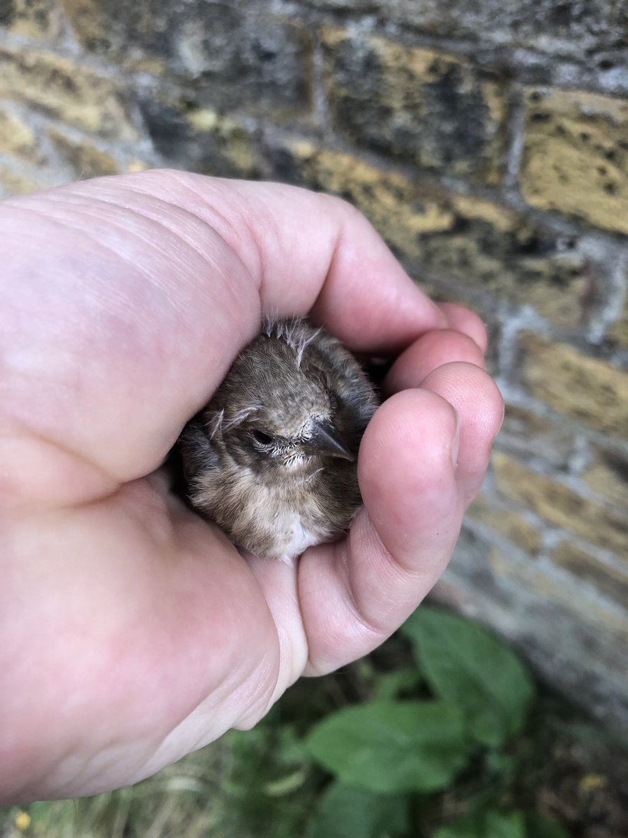 rickygervais's tweet photo. Just saved this tiny little creature from the road. Couldn’t quite fly yet. Wasn’t injured. Put him on a wall away from cars & cats. Hope his mum finds him. https://t.co/YmZovRUJRS
