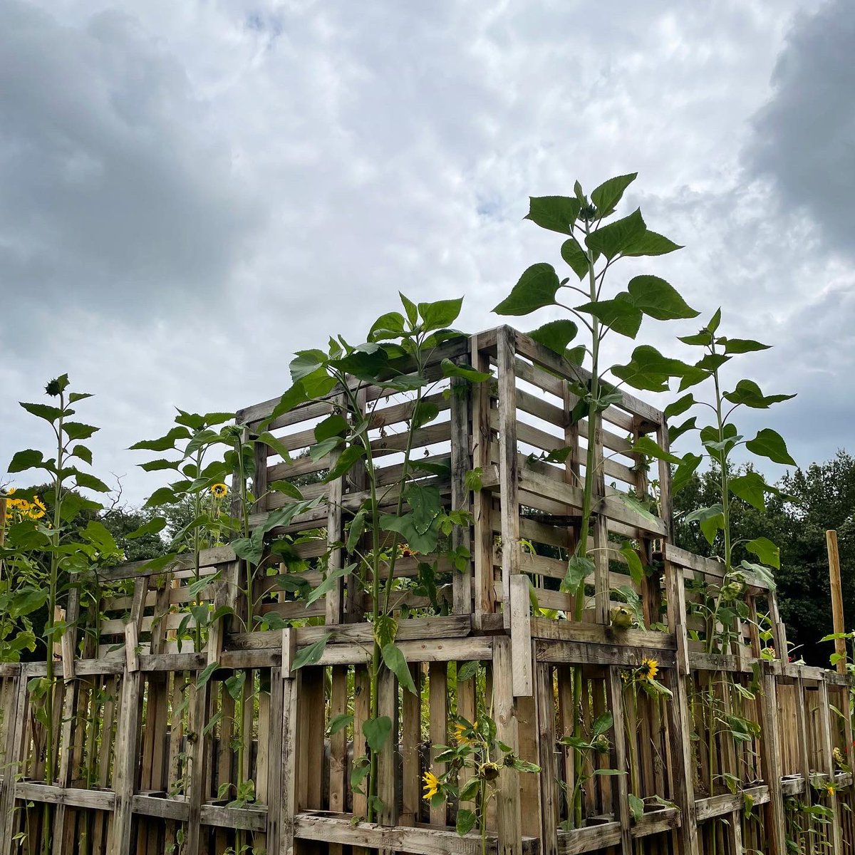 latelierAngers's tweet photo. #concours #jardinsdexpression au parc de Pignerolle à St-Barthélémy d’Anjou
les étudiant.e.s de Prépa ont réalisé un jardin « Eldorado »,
n’hésitez pas à voter pour leur jardin 💚
Pour cela, rdv sur le site https://t.co/IztccogAGt ou remplissez un bulletin de vote sur place. https://t.co/Fhl8dFYtJC