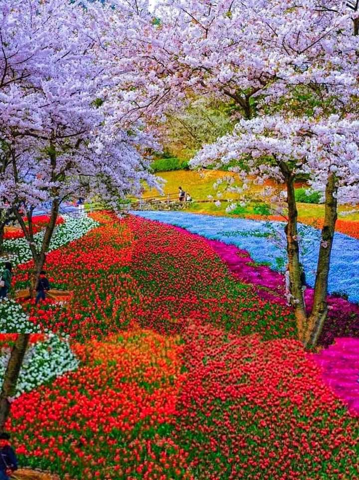 Good afternoon Twitter world.🌸