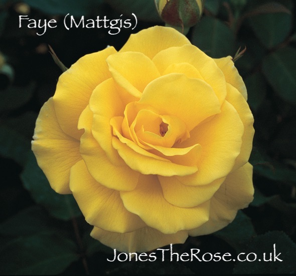 JonesTheRose's tweet photo. #tuesdaymotivations At last a cooler day great for getting out in the garden! Here's some sunshiny roses to brighten things up if you're missing the sun! #Maigold #GoldenShowers #TeasingGeorgia and #Faye #loveroses #roses https://t.co/lvvx5HQ8o3