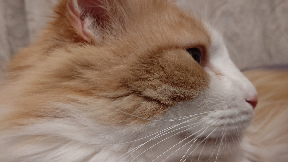 #ネコチャンカワイイ 