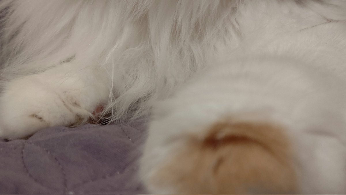 #ネコチャンカワイイ 