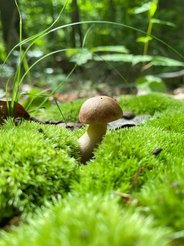 ThatWizardPod's tweet photo. I call this piece @winstolf in the morning
#inspiration #mushroomtip https://t.co/QAb5FbOFDX