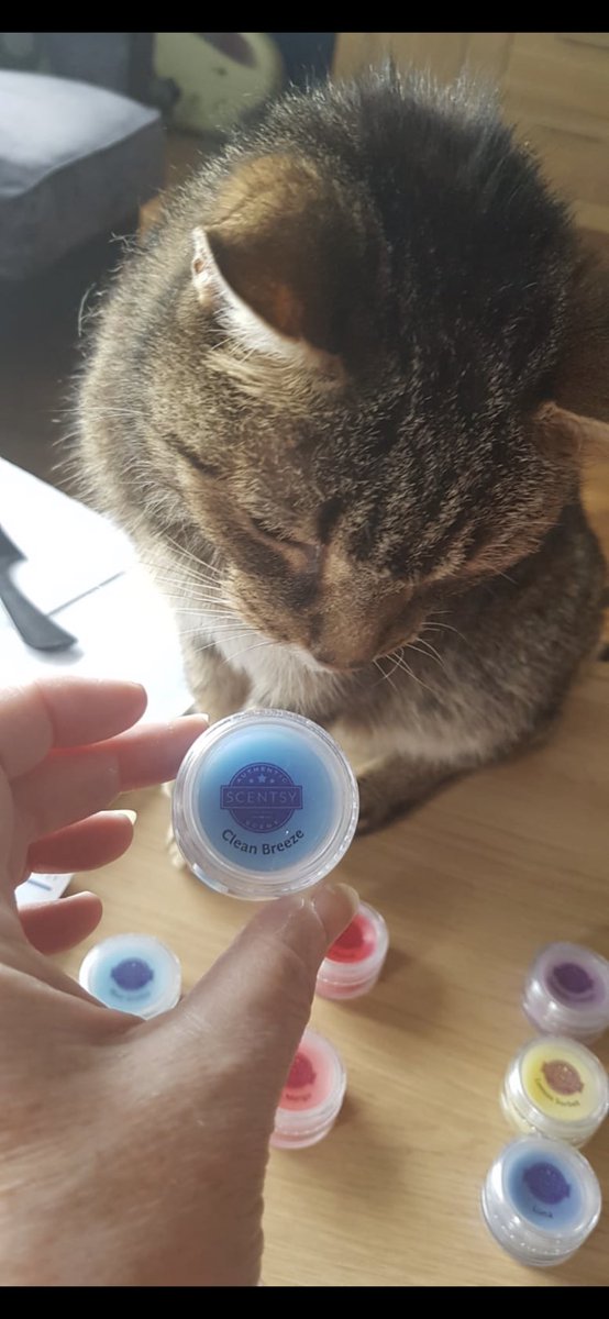 scents_by_mandy's tweet photo. The big man of the house -Diamond - has spoken… this is his favourite #cleanbreeze #bosscat #waxmelts #home #Candle #wickless #CatsOfTwitter #fourleggedfriend @BelfastHourNI @smallbizshoutUK @earlybiz @WhatsNewRae #scentsy #newseason #catlover
Helping me sort my samples 😻 https://t.co/1xQOW0xg9V