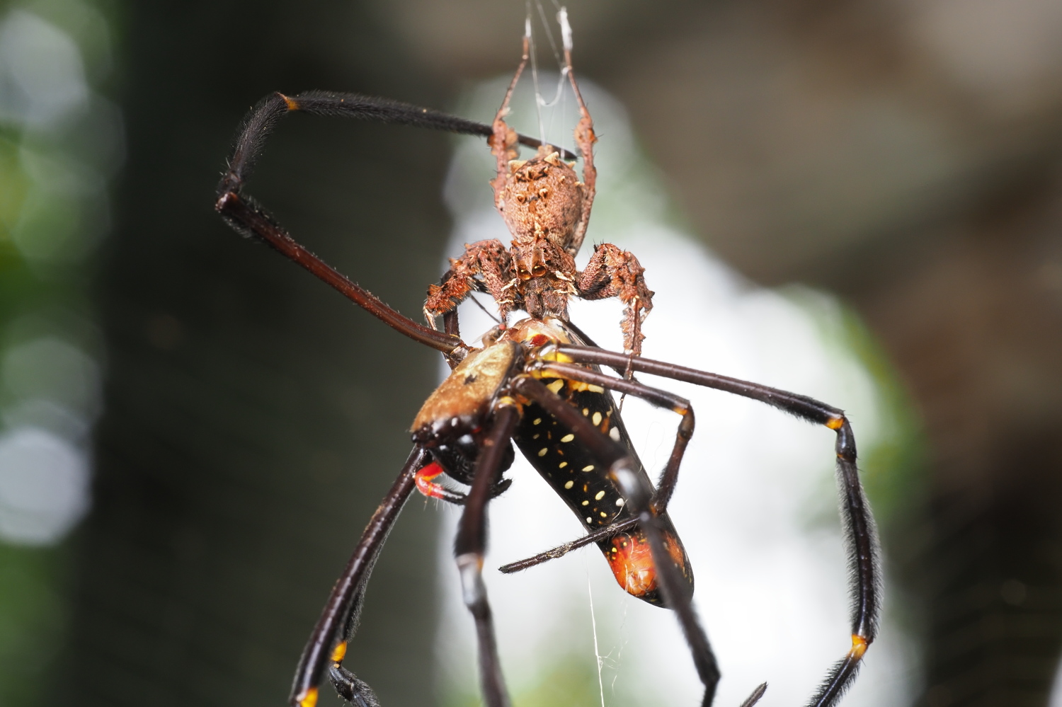 カオヤイ ケアシハエトリの仲間がオオジョロウグモを食している 5 Jun 21 Thailand T Co Rmnrjvxnar Twitter カオヤイ ケアシハエトリの仲間がオオジョロウグモを食している 5 Jun 21 Thailand T Co Rmnrjvxnar Twitter
