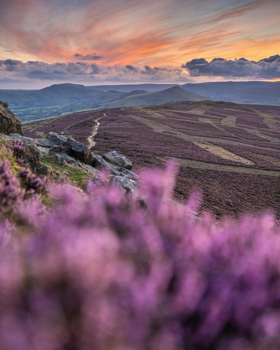 • 𝙋𝙐𝙍𝙋𝙇𝙀 𝙃𝙄𝙇𝙇𝙎 •⁣
⁣
𝙒𝙞𝙣 𝙃𝙞𝙡𝙡 / 𝘼𝙪𝙜 '20⁣
The #heather seems alot earlier this year and is out in patches all around the Peak. It'll probably be at its best in a week or two

Will you be visiting the Purple Hills?
#peakdistrict #peopleofthepeak