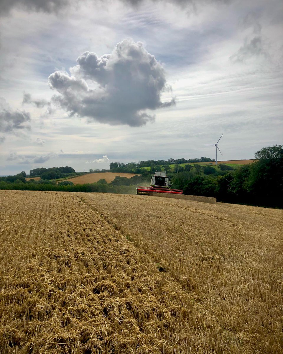 whbond's tweet image. Wheat Harvest 2021 is underway! #bondfarms #earlymarket #claas #farming #farmingCAN #Farm24
