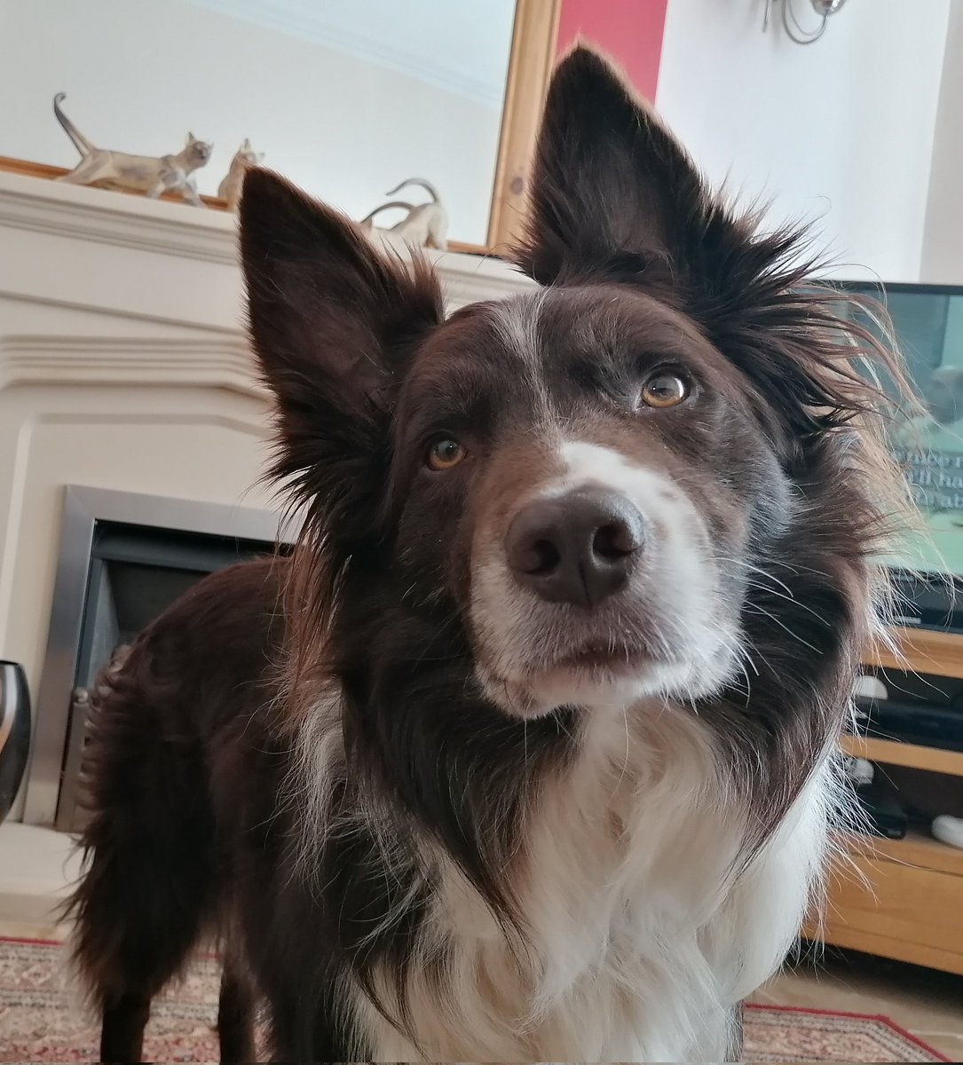 devileah's tweet image. Hi! I'm Devileah 🔥
I am a cosplayer, a streamer and generally a giant nerd. Hang around for me simping over my friends, raving over my latest obsession and pics of my dogs ✨🐶

💕I'm glad to have you here💕