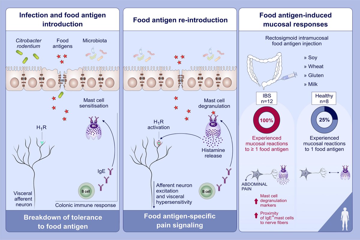 GutMicrobiota Health (@gmfhx) on Twitter photo Food sensitivities share a complex etiopathogenicity. This news & views from <a href="/AlbertoCaminer7/">Alberto Caminero</a> & colleagues highlights new research on the contribution of food specific adaptive immune response in visceral hypersensitivity in IBS ow.ly/1qZT30rPENV Food sensitivities share a complex etiopathogenicity. This news & views from <a href="/AlbertoCaminer7/">Alberto Caminero</a> & colleagues highlights new research on the contribution of food specific adaptive immune response in visceral hypersensitivity in IBS ow.ly/1qZT30rPENV