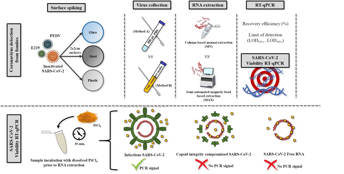New paper from #VISAFELab team! Discrimination of non-infectious SARS-CoV-2 particles from fomites by viability RT-qPCR sciencedirect.com/science/articl…